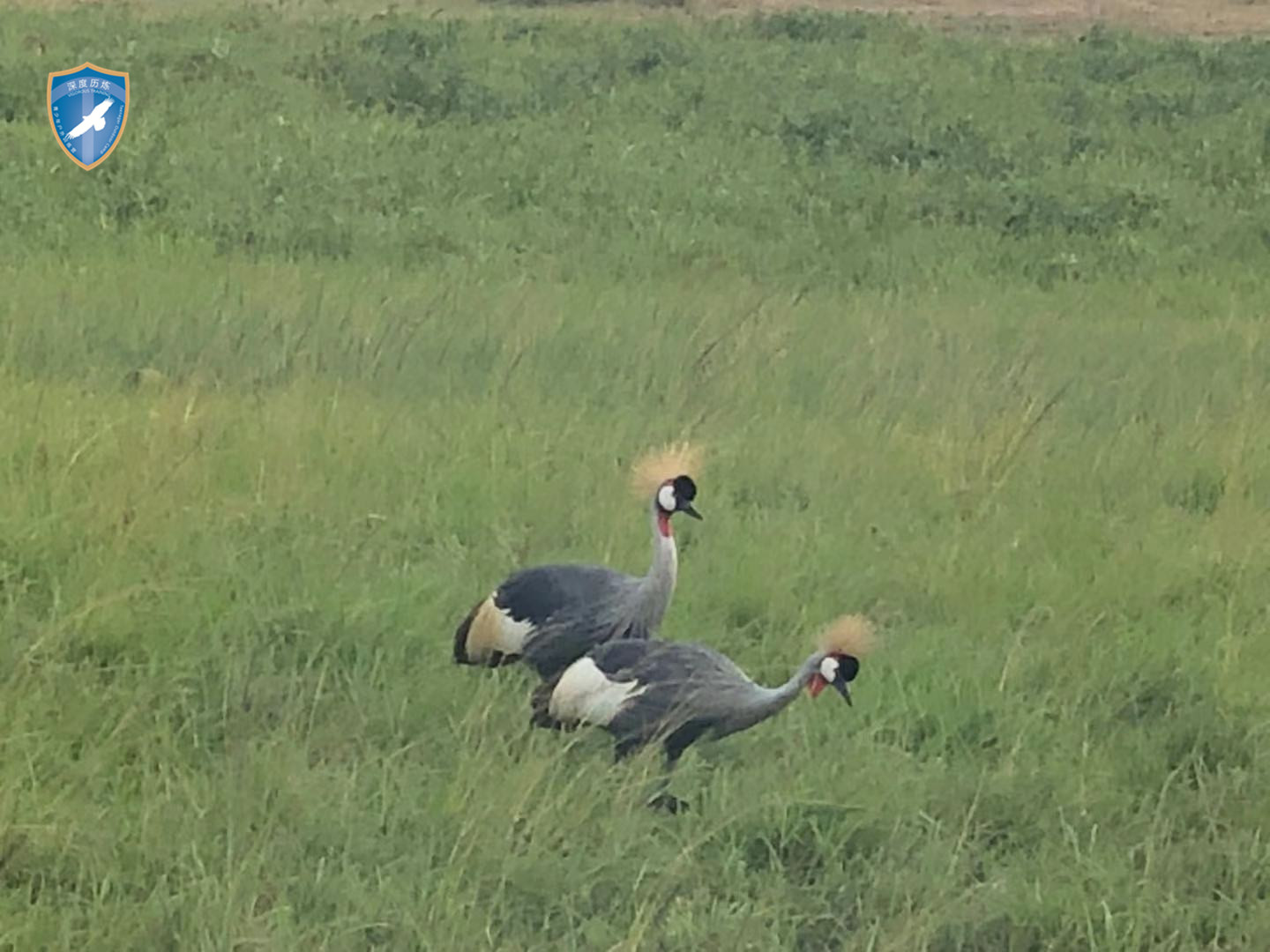 肯尼亚生态训练营 - 非洲草原的鸟