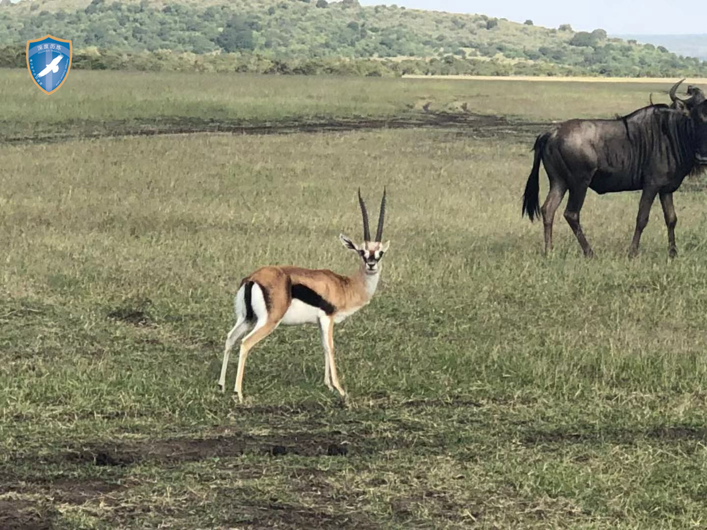 肯尼亚生态训练营 - 非洲草原的动物们