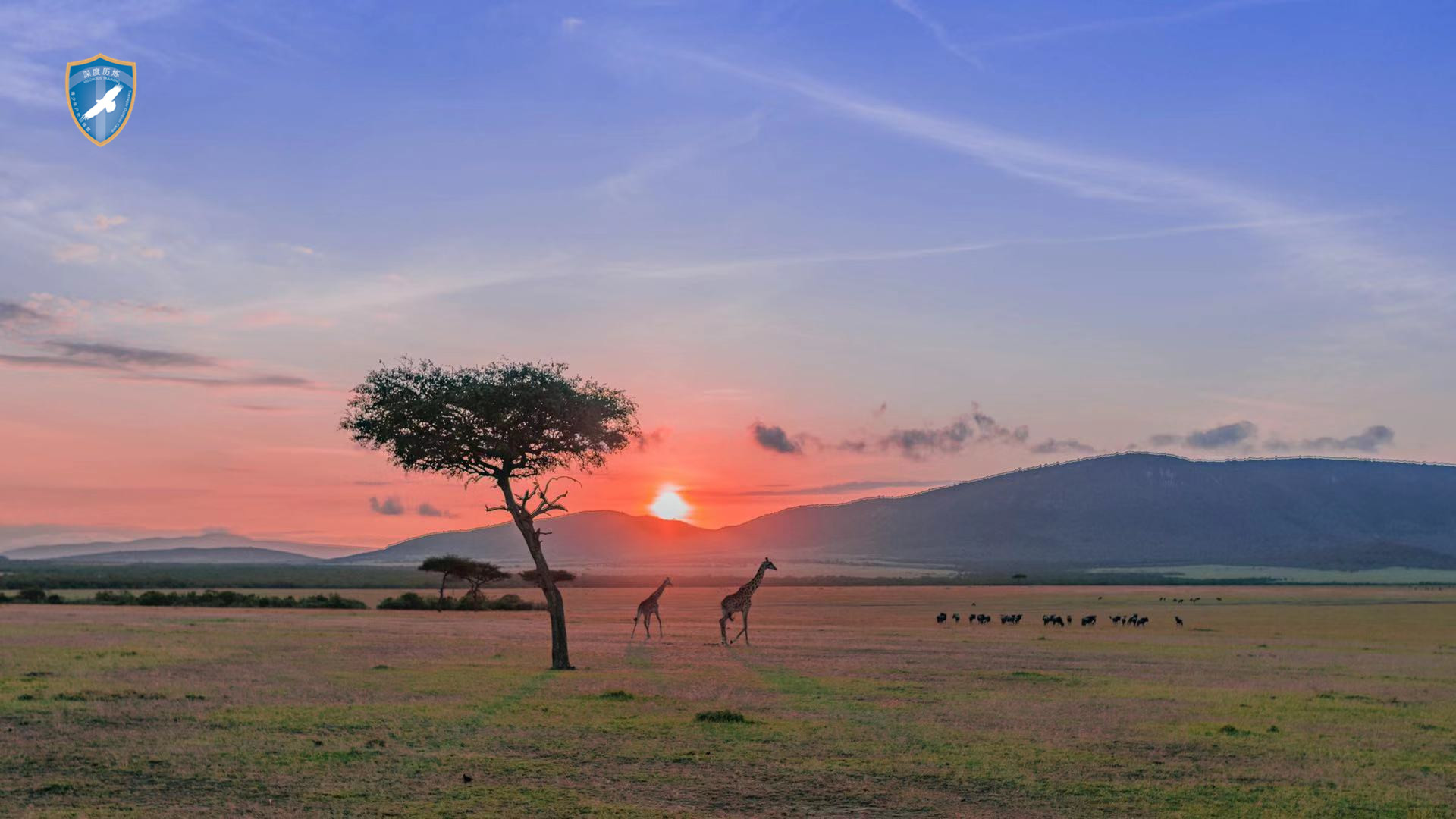 肯尼亚生态训练营 - 非洲草原的动物们